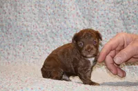 Toy Judah Chocolate, a male Poodle - Toy  for sale in Memphis, TN – Photo 5 of 10