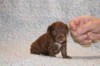 Toy Judah Chocolate, a male Poodle - Toy  for sale in Memphis, TN – Photo 4 of 10