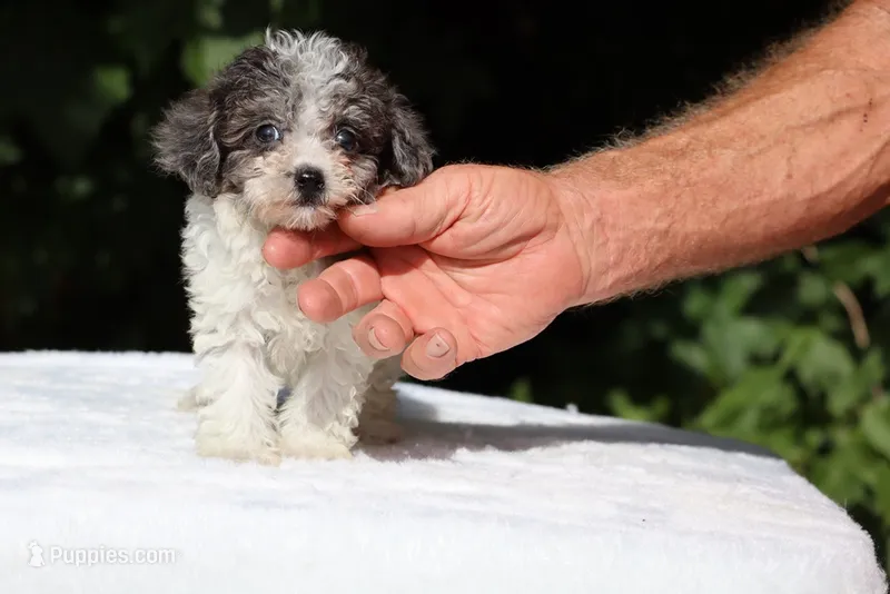 Toy Micro Birdie Blue merle  – Miniature Goldendoodle puppy for sale in Memphis, TN