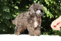 Blue eyed Ice Man, a male Poodle - Toy  for sale in Memphis, TN – 6 of 10