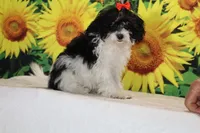 Ready Bubbles Toy Micro , a female Miniature Goldendoodle for sale in Memphis, TN – 4 of 9