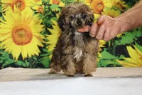 Marbles Sable merle white , a male Poodle - Toy  for sale in Memphis, TN – 7 of 10
