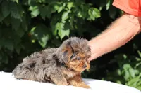 Meena 2 Ice Blue Eyes , a female Yorkipoo for sale in Memphis, TN – 7 of 10