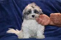 Alistair Blue eye Merle , a male Shihpoo and Poodle - Toy  for sale in Memphis, TN – 3 of 9