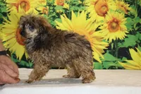 Marbles Sable merle white , a male Poodle - Toy  for sale in Memphis, TN – 3 of 10