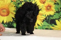 Pedro Toy Black , a male Poodle - Toy  for sale in Memphis, TN – 4 of 10