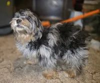 STUNNING Destiny BLue merle Phantom, a female Shihpoo and Poodle - Toy  for sale in Memphis, TN – 6 of 8