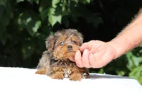 Meena 2 Ice Blue Eyes , a female Yorkipoo for sale in Memphis, TN – 10 of 10