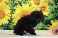 Toy Jasper Black and white , a male Poodle - Toy  for sale in Memphis, TN – 8 of 10
