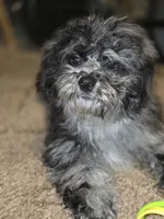 Merle Doll Baby, a female Shihpoo and Poodle - Toy  for sale in Memphis, TN – 2 of 9