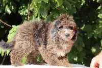 David Ready 11#-20#, a male Miniature Bernedoodle for sale in Memphis, TN – 3 of 9