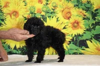 Pedro Toy Black , a male Poodle - Toy  for sale in Memphis, TN – 1 of 10