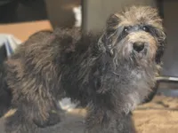 David Mini sized, a male Miniature Bernedoodle for sale in Memphis, TN – 7 of 9