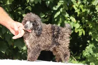 Ice Man Blue Eyed, a male Poodle - Miniature  for sale in Memphis, TN – 8 of 10