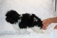Ready Toy Pierce , a male Shihpoo and Poodle - Toy  for sale in Memphis, TN – 10 of 10