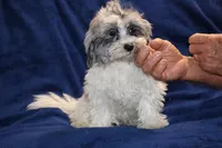 Alistair Blue eye Merle , a male Shihpoo and Poodle - Toy  for sale in Memphis, TN – 9 of 9
