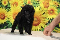 Pedro Toy Black , a male Poodle - Toy  for sale in Memphis, TN – 9 of 10