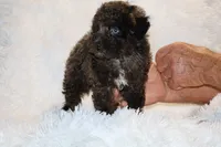Ice Man Blue Eyed, a male Poodle - Toy  for sale in Memphis, TN – 10 of 10