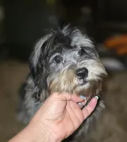 Phantom Merle Beauty , a female Shihpoo and Poodle - Toy  for sale in Memphis, TN – 6 of 8