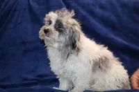 Alistair Blue eye Merle , a male Shihpoo and Poodle - Toy  for sale in Memphis, TN – 4 of 9