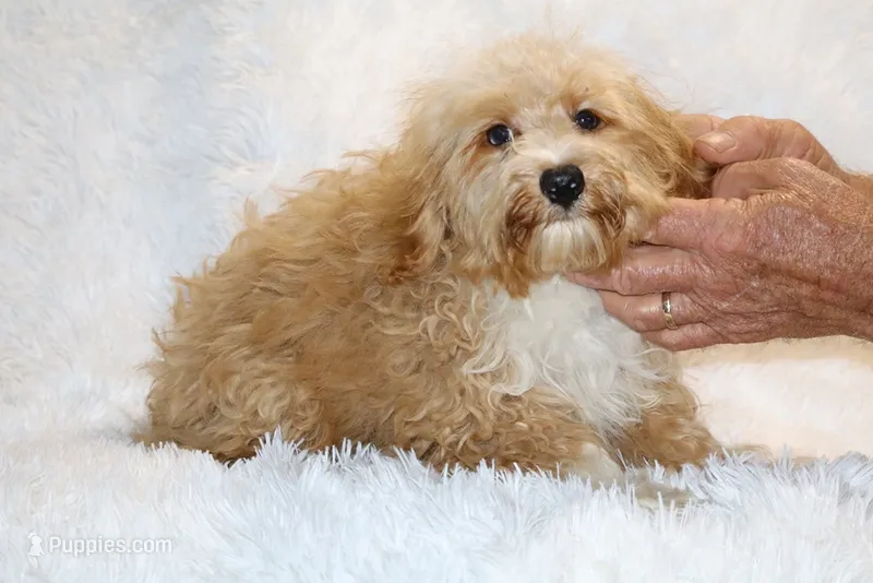 Ready Julian – Cockapoo, Poodle - Miniature  puppy for sale in Memphis, TN