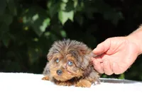 Meena 2 Ice Blue Eyes , a female Yorkipoo for sale in Memphis, TN – 9 of 10