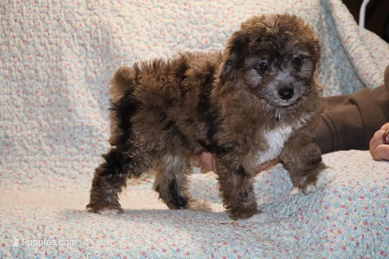 Topaz Blue merle white