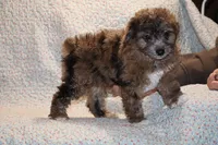 processed/cc898bca-4025-4bd3-808a-7efa15cbe311/listing/c70d3696-4e1d-4939-9bf2-97ccb97730e4/15982456-2ae8-4044-aa3e-ab56bcc0c6fd