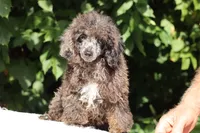 Ice Man Blue Eyed, a male Poodle - Miniature  for sale in Memphis, TN – 2 of 10