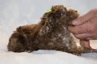Choc Merle ELLIE MAE, a female Poodle - Toy  for sale in Memphis, TN – Photo 5 of 9