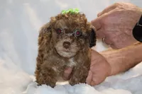 Choc Merle ELLIE MAE, a female Poodle - Toy  for sale in Memphis, TN – Photo 2 of 9