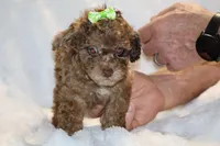 Choc Merle ELLIE MAE, a female Poodle - Toy  for sale in Memphis, TN – Photo 1 of 9