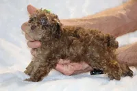 Choc Merle ELLIE MAE, a female Poodle - Toy  for sale in Memphis, TN – Photo 8 of 9