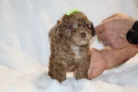 Choc Merle ELLIE MAE, a female Poodle - Toy  for sale in Memphis, TN – Photo 3 of 9