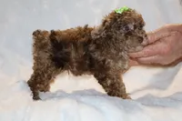 Choc Merle ELLIE MAE, a female Poodle - Toy  for sale in Memphis, TN – Photo 7 of 9