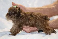 Choc Merle ELLIE MAE, a female Poodle - Toy  for sale in Memphis, TN – Photo 9 of 9
