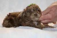 Choc Merle ELLIE MAE, a female Poodle - Toy  for sale in Memphis, TN – Photo 4 of 9