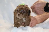 Choc Merle ELLIE MAE, a female Poodle - Toy  for sale in Memphis, TN – Photo 6 of 9