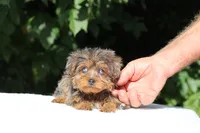 Meena 2 Ice Blue Eyes , a female Yorkipoo for sale in Memphis, TN – 2 of 10