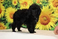 Pedro Toy Black , a male Poodle - Toy  for sale in Memphis, TN – 3 of 10