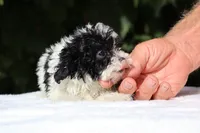 Bubbles Toy Micro , a female Miniature Goldendoodle for sale in Memphis, TN – 10 of 10