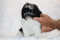 Ready Toy Pierce , a male Shihpoo and Poodle - Toy  for sale in Memphis, TN – 7 of 10