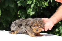Meena 2 Ice Blue Eyes , a female Yorkipoo for sale in Memphis, TN – 6 of 10