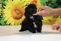 Toy Jasper Black and white , a male Poodle - Toy  for sale in Memphis, TN – 6 of 10