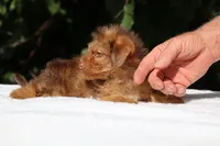 Colt Chocolate merle , a male Yorkipoo for sale in Memphis, TN – 6 of 10