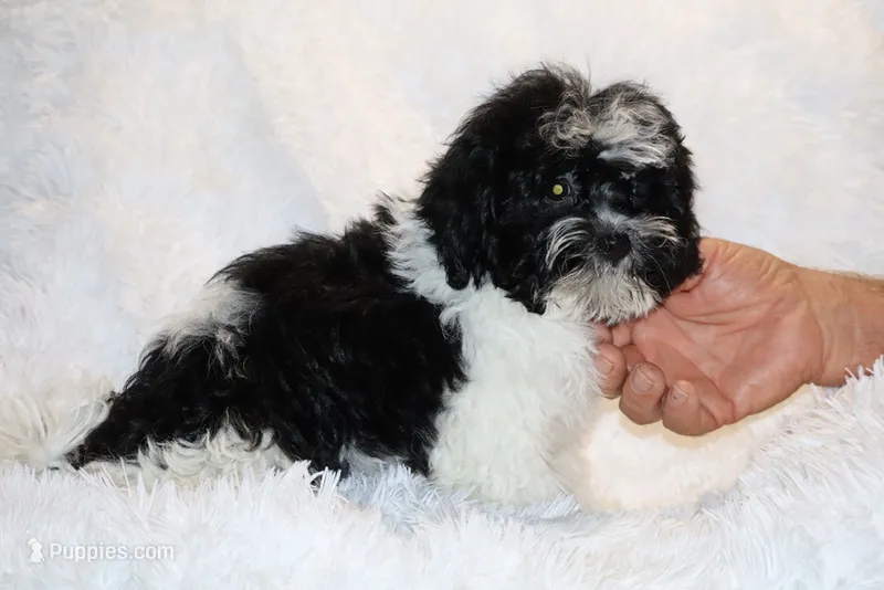 Ready Toy Pierce  – Shihpoo, Poodle - Toy  puppy for sale in Memphis, TN
