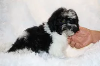 Ready Toy Pierce , a male Shihpoo and Poodle - Toy  for sale in Memphis, TN – 1 of 10