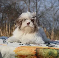 2 blue eyes Lavender Merle , a male Shihpoo and Poodle - Toy  for sale in Memphis, TN – 2 of 8