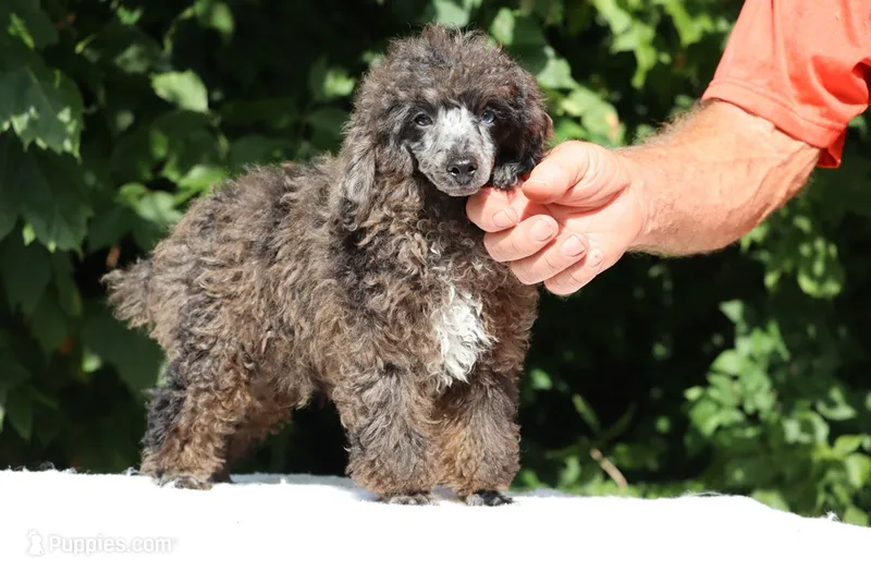 Ice Man Blue Eyed – Poodle - Miniature  puppy for sale in Memphis, TN