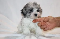 Alistair Blue eye Merle , a male Shihpoo and Poodle - Toy  for sale in Memphis, TN – 5 of 5